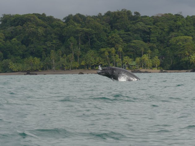 Walvissen in Nuquí