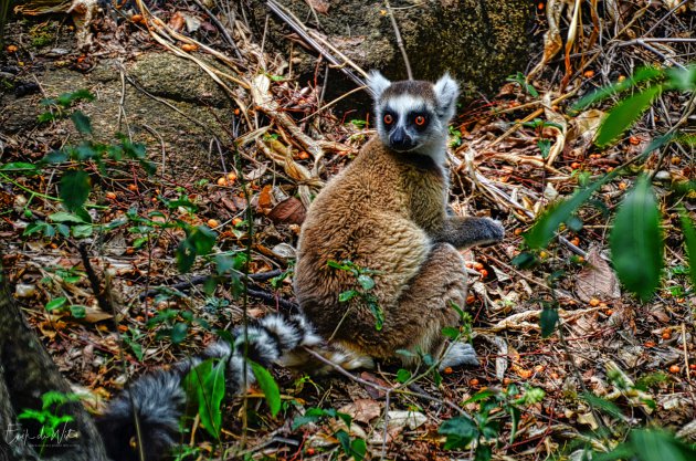 Zeldzaam .... Ringstaartmaki ( Lemur catta)