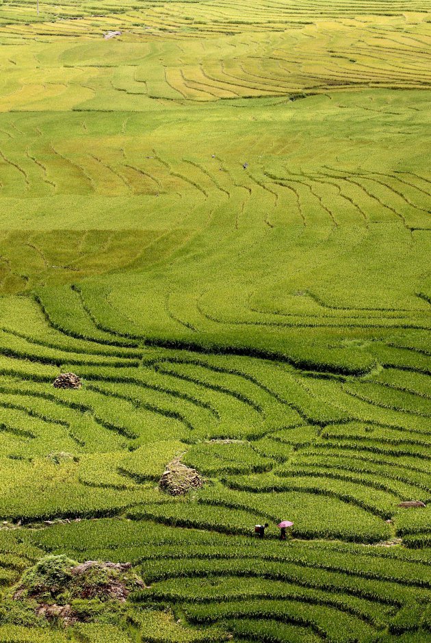 Verdwaald in het groene doolhof?