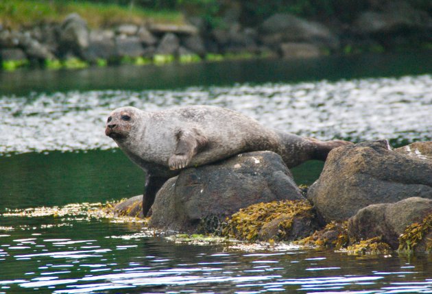 Zeehondje in onze 'voortuin'