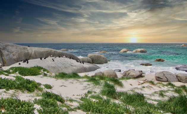 Pinguins op Boulder Beach