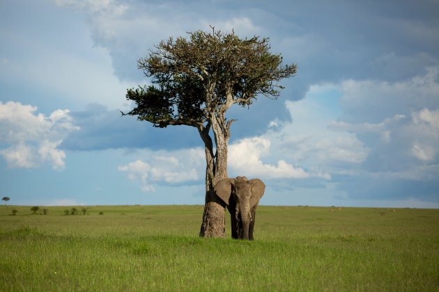 Olifant bij boom