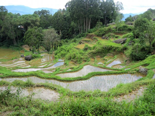 Terrassen van Toraja