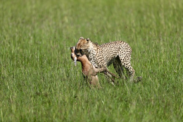 Cheetah met prooi