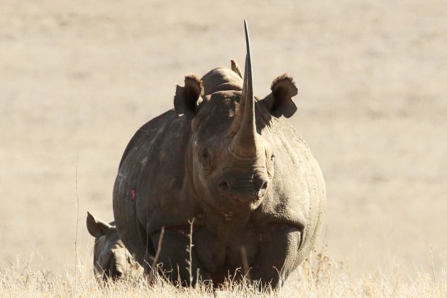 Neushoorn mama en baby.