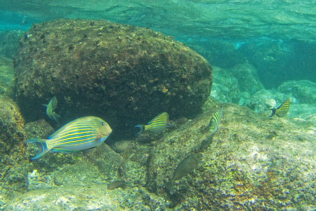 Snorkelen bij Pigeon island