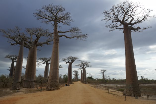 Ook met iets minder mooi weer, is de Baobab laan geweldig om te zien