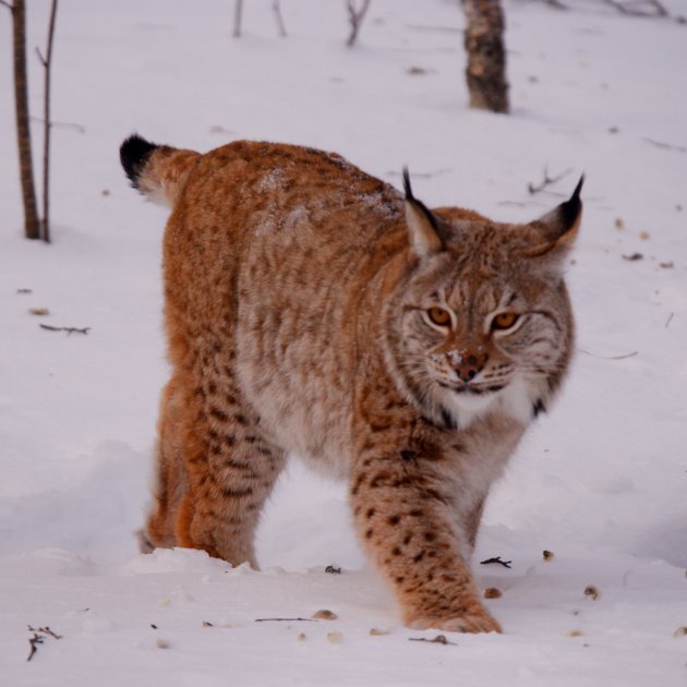 Lynx in Polar Park