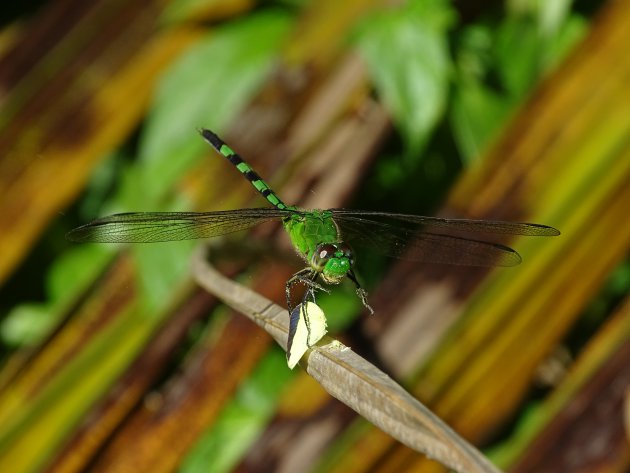 Groene etende Libelle