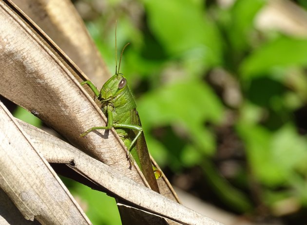 Groene monster