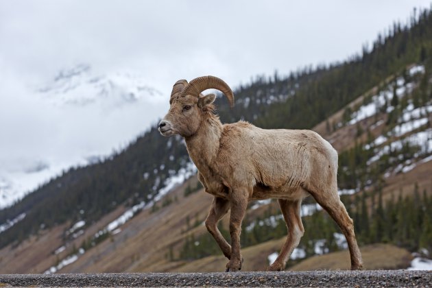 Bighorn Sheep