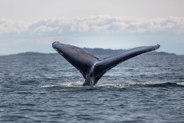 Whale watchen op Vancouver Island