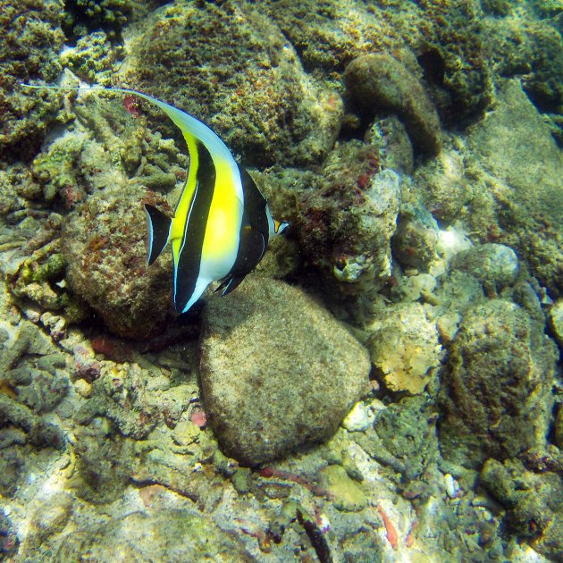 Snorkelen in Sri Lanka