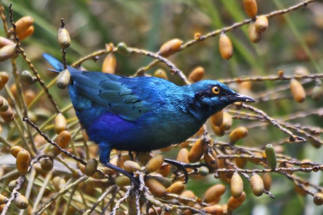 Glossey starling