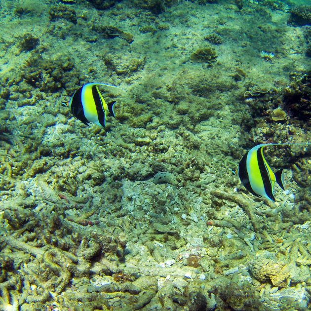 Snorkelen bij pigeonisland