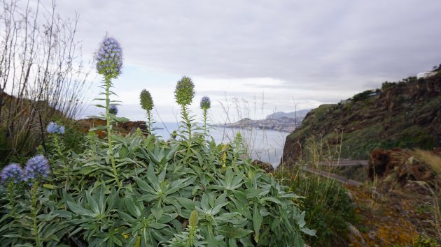 Natuurschoon in Madeira