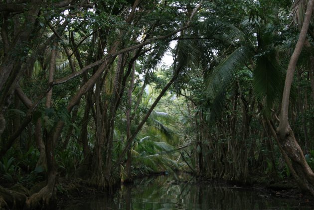 Varen door het Mangrove bos op Dominca