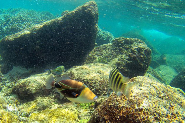 Snorkel eiland