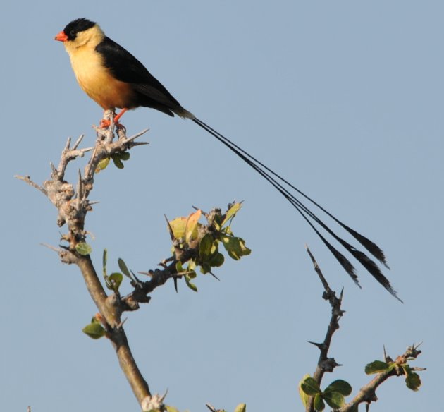 Shaft-tailed Whydah