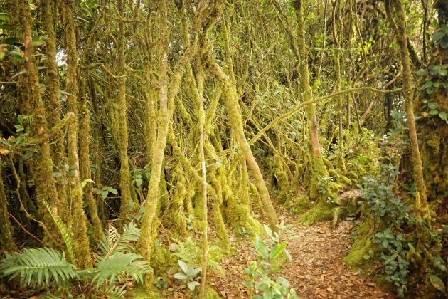 Mossy forest