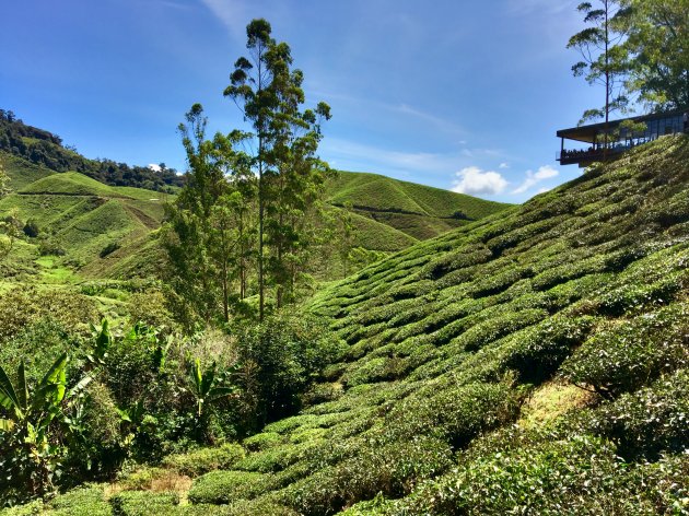 A cuppa with a view