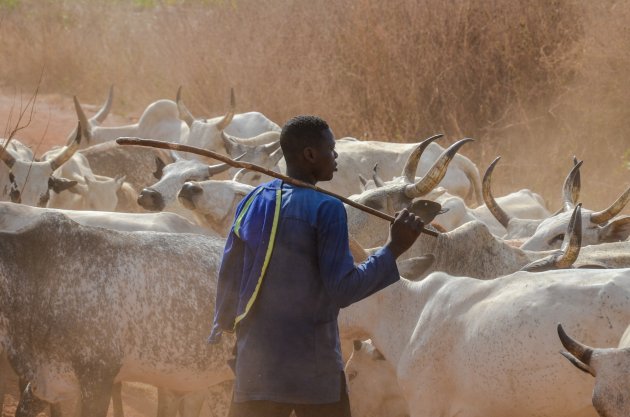 De herders van Nechisar