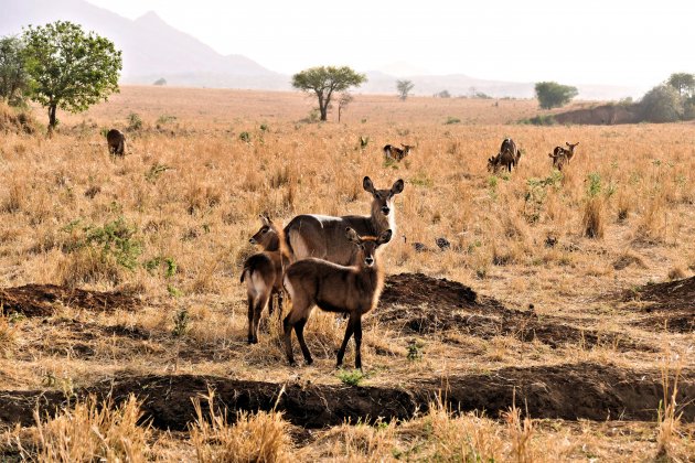 Defassa waterbok