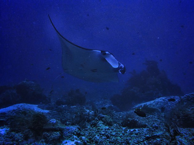 Manta's in Mekassar Reef