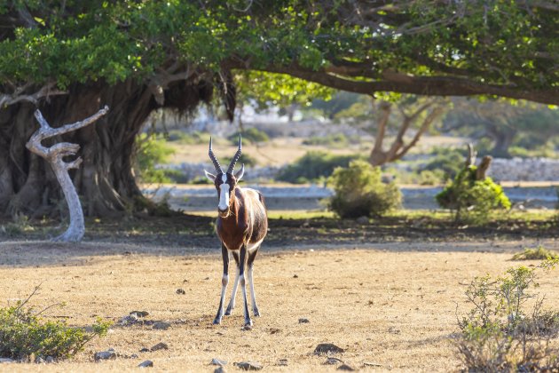 Bontebok in de Hoop