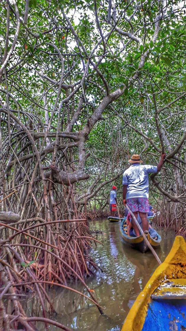 door de mangrove