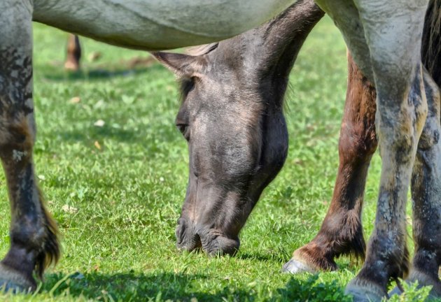 Tussen de paarden