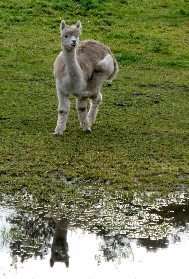 Jonge Alpaca