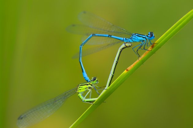 damselflies in love