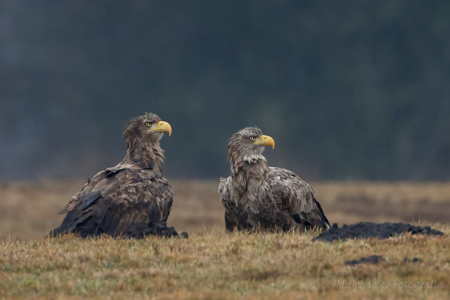 Two Grumpy Eagle's