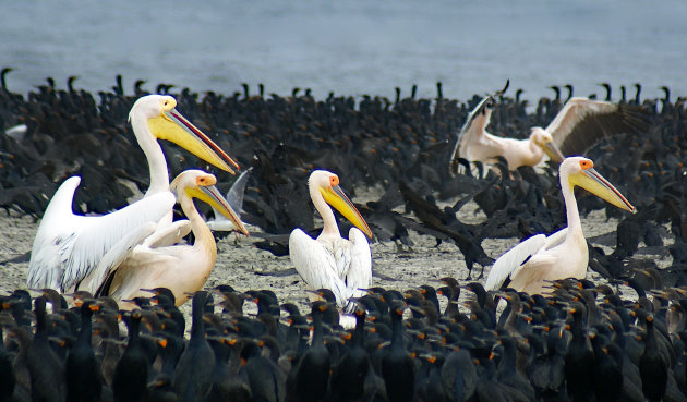 Uitkijken in Walvisbaai