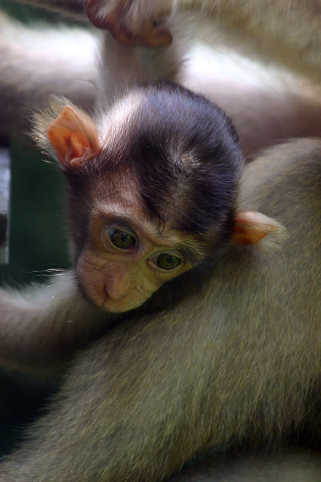 Kop van jonge makaak