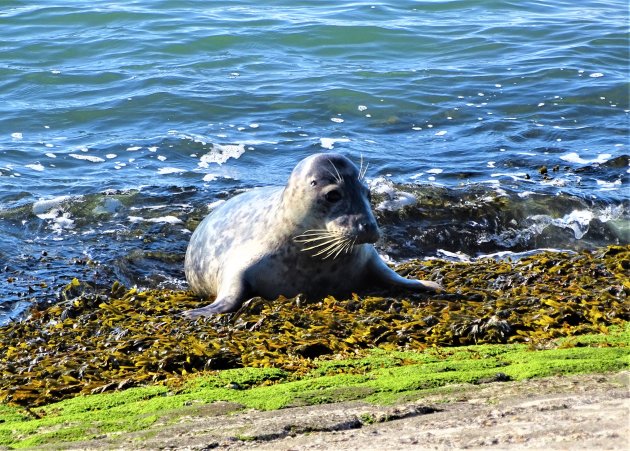 Zeehondje op de dijk.