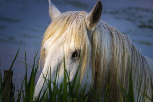 De witte paarden van de Camargue