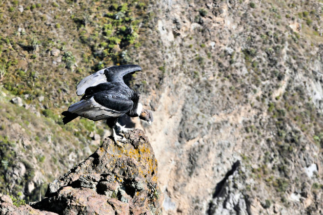 Cruz del Condor