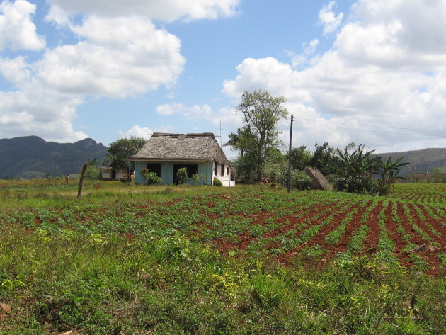 Boerderij