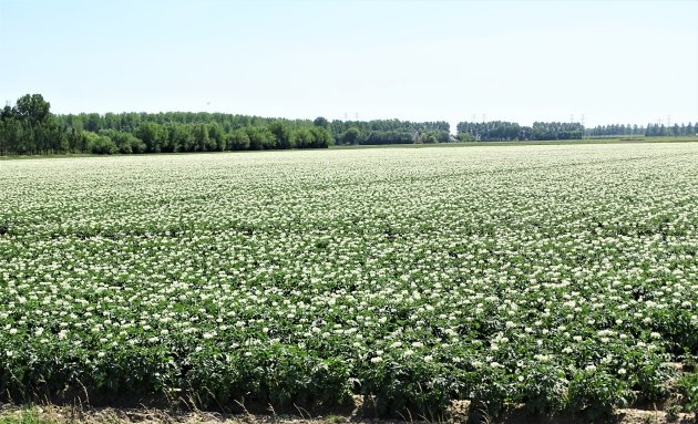 De  aardappelen staan in bloei.