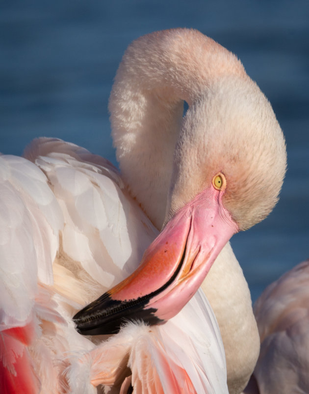 Portret van een flamingo