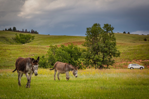 Wilde ezels in Custer state park