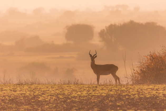 Oegandese Kob bij zonsopgang