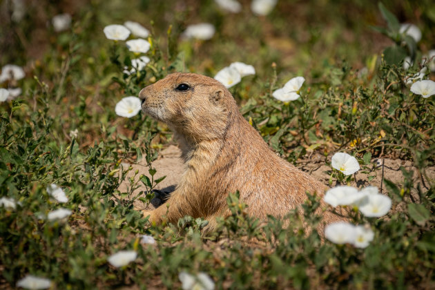 Prairiehond