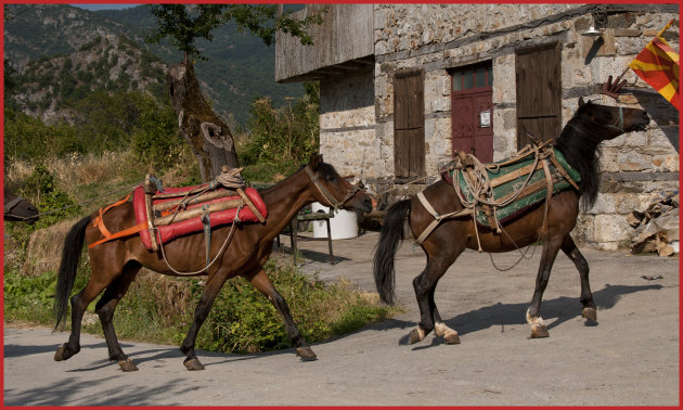 Paardenkracht in Modric