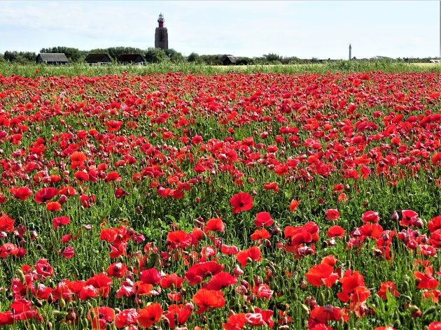 Klaprozen veld