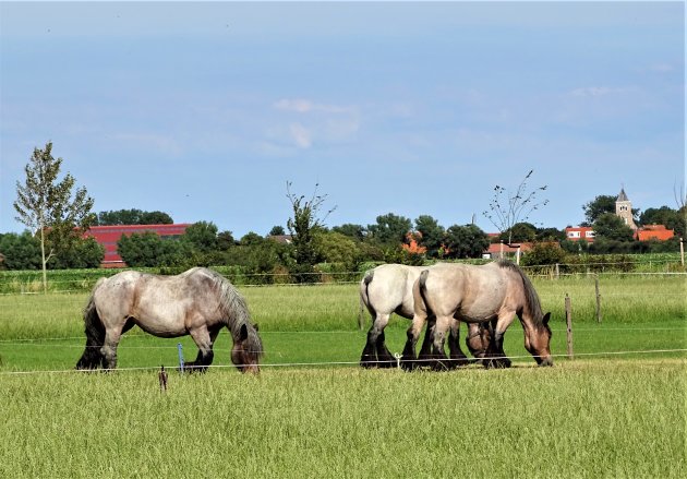 Zeeuwse Trekpaarden.