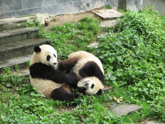 Panda speeltuin