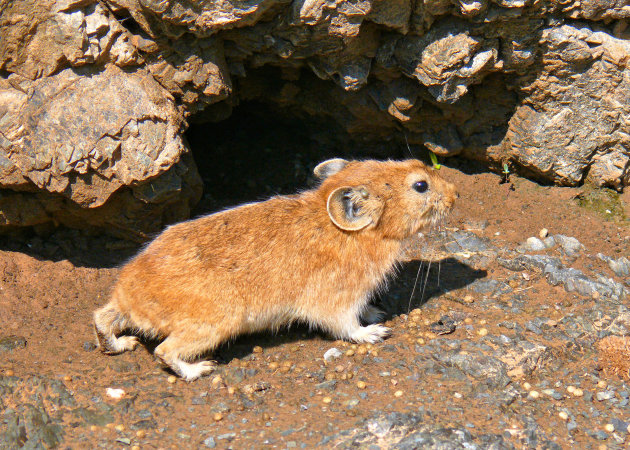 Pika